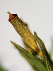 Lewinskya elegans