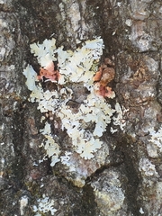 Marchandiomyces corallinus