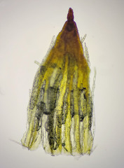 Lewinskya elegans