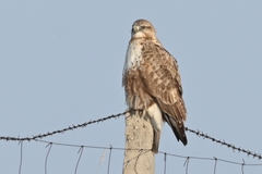 Buteo lagopus
