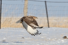 Buteo lagopus