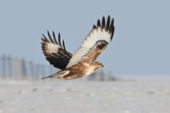 Buteo lagopus