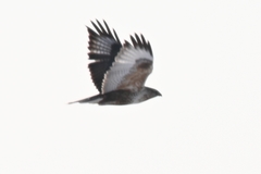 Buteo lagopus