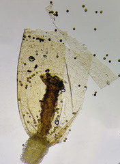 Lewinskya elegans