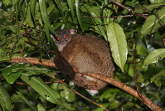 Lepilemur tymerlachsoni