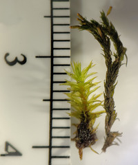 Lewinskya elegans