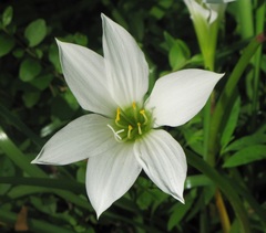 Zephyranthes atamasco