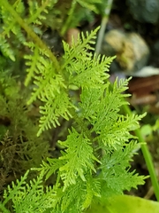 Thuidium urceolatum