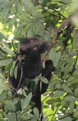 Eulemur macaco