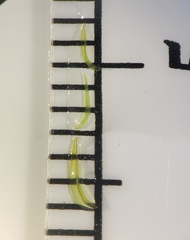 Lewinskya elegans