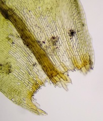 Lewinskya elegans