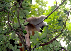 Eulemur macaco