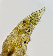 Lewinskya elegans