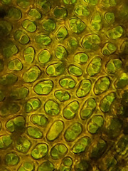 Lewinskya elegans