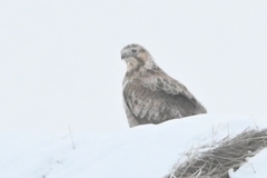 Buteo lagopus