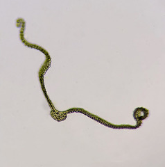 Lewinskya elegans