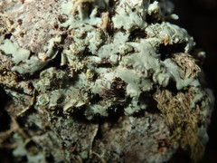 Phaeophyscia endophoenicea