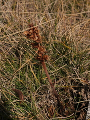 Orobanche amethystea