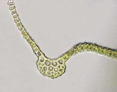 Lewinskya elegans
