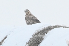 Buteo lagopus