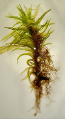 Lewinskya elegans