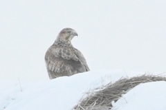 Buteo lagopus