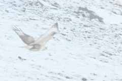 Buteo hemilasius