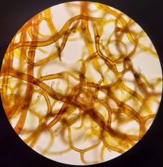 Lewinskya elegans