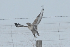 Buteo lagopus