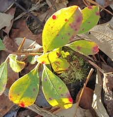 Diaporthe kalmiae