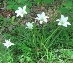 Zephyranthes atamasco