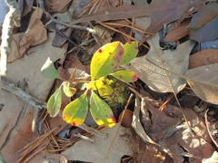 Diaporthe kalmiae
