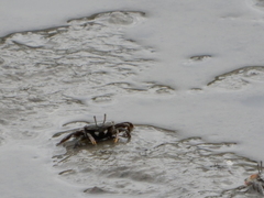 Macrophthalmus banzai