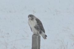 Buteo hemilasius