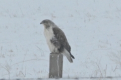 Buteo hemilasius