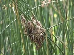 Phleocryptes melanops