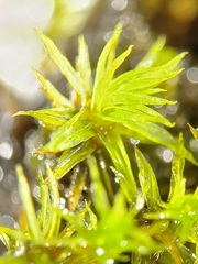 Lewinskya elegans
