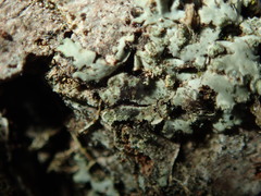 Phaeophyscia endophoenicea