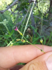 Cordylostigma virgatum