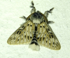 Wittinia zebra