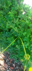 Oxalis pes-caprae image