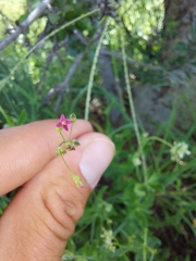Cordylostigma virgatum