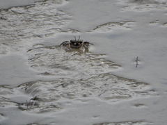 Macrophthalmus banzai