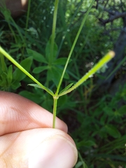 Cordylostigma virgatum