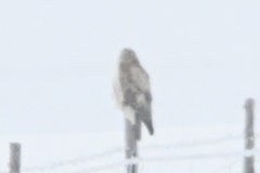 Buteo hemilasius