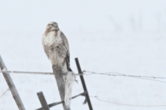 Buteo hemilasius