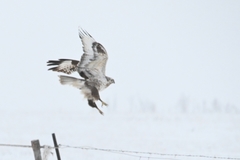 Buteo hemilasius