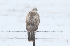 Buteo hemilasius