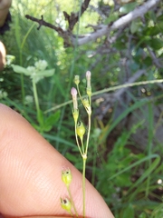 Cordylostigma virgatum