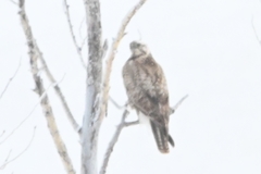 Buteo lagopus
